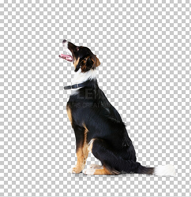 Buy stock photo Looking, dog and border collie relax and calm on isolated, transparent and png background. Pet, puppy and profile of animal sitting, waiting and watching in behavior training, playing and command