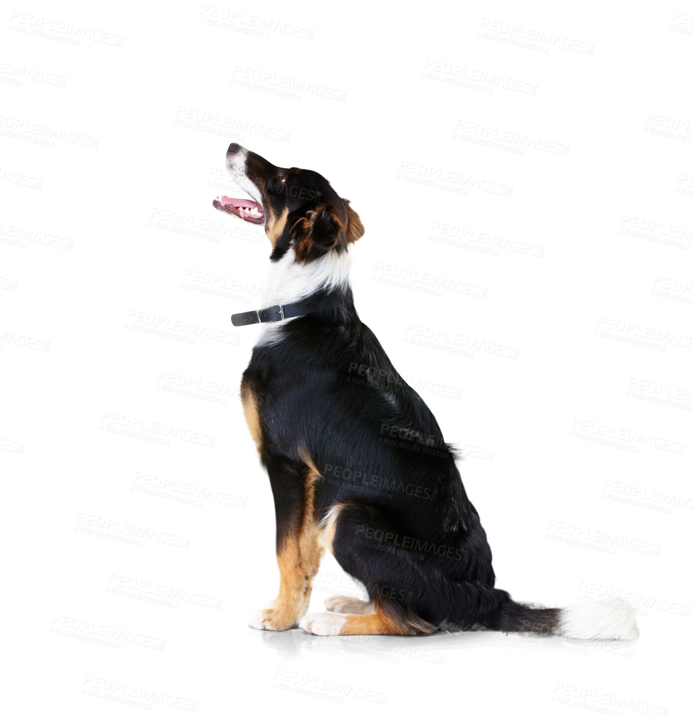 Buy stock photo Looking, dog and border collie relax and calm on isolated, transparent and png background. Pet, puppy and profile of animal sitting, waiting and watching in behavior training, playing and command