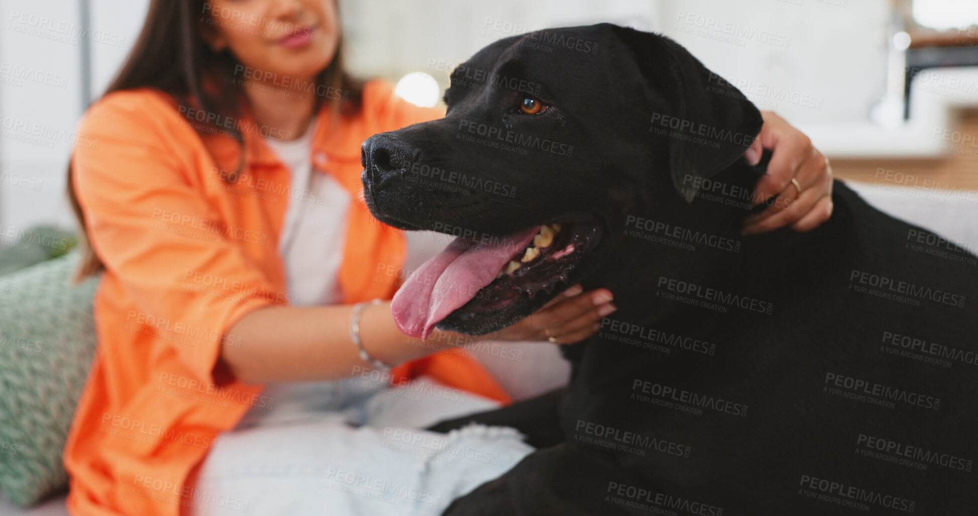 Buy stock photo Happy dog, pet and woman relax on sofa in home, living room or apartment with support, love or care. Labrador, animal or girl stroke puppy with smile on couch for mental health, wellness or happiness