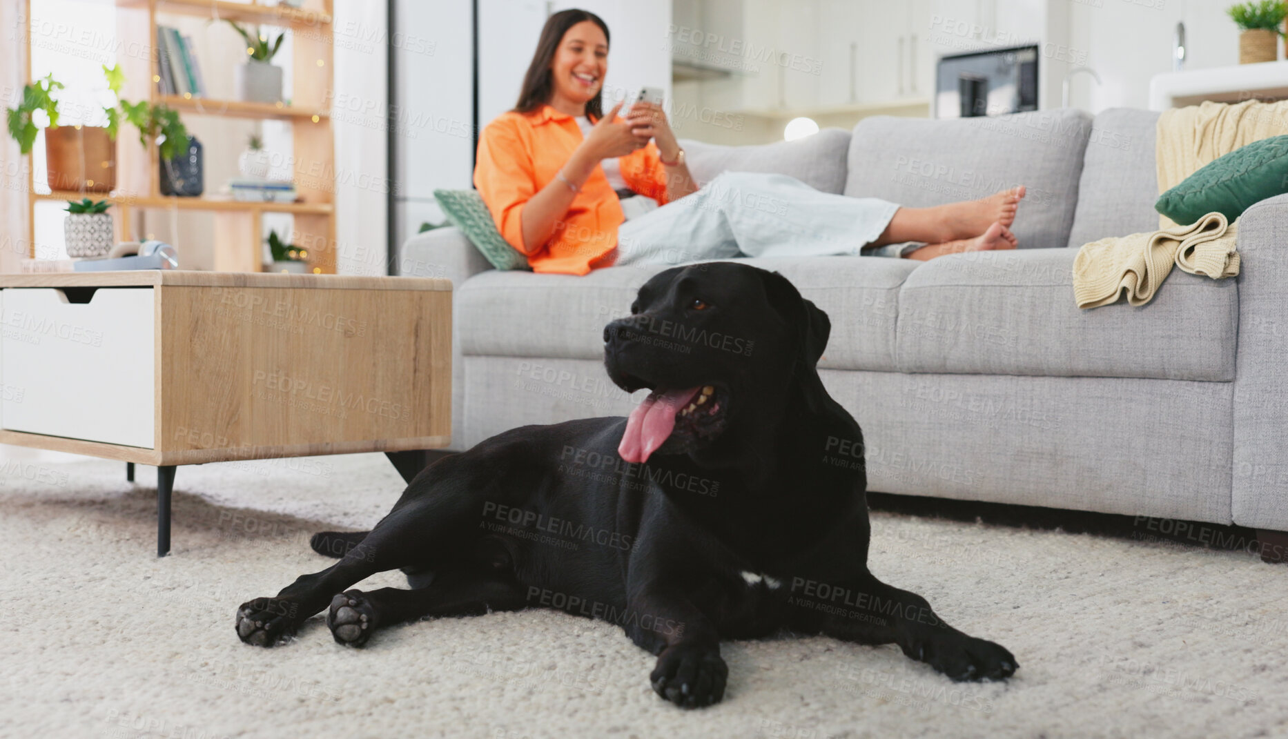 Buy stock photo Pet, phone and woman with dog in living room for relax, bonding and online at home together. Love, domestic animal and person on smartphone with labrador on floor for social media, internet and chat