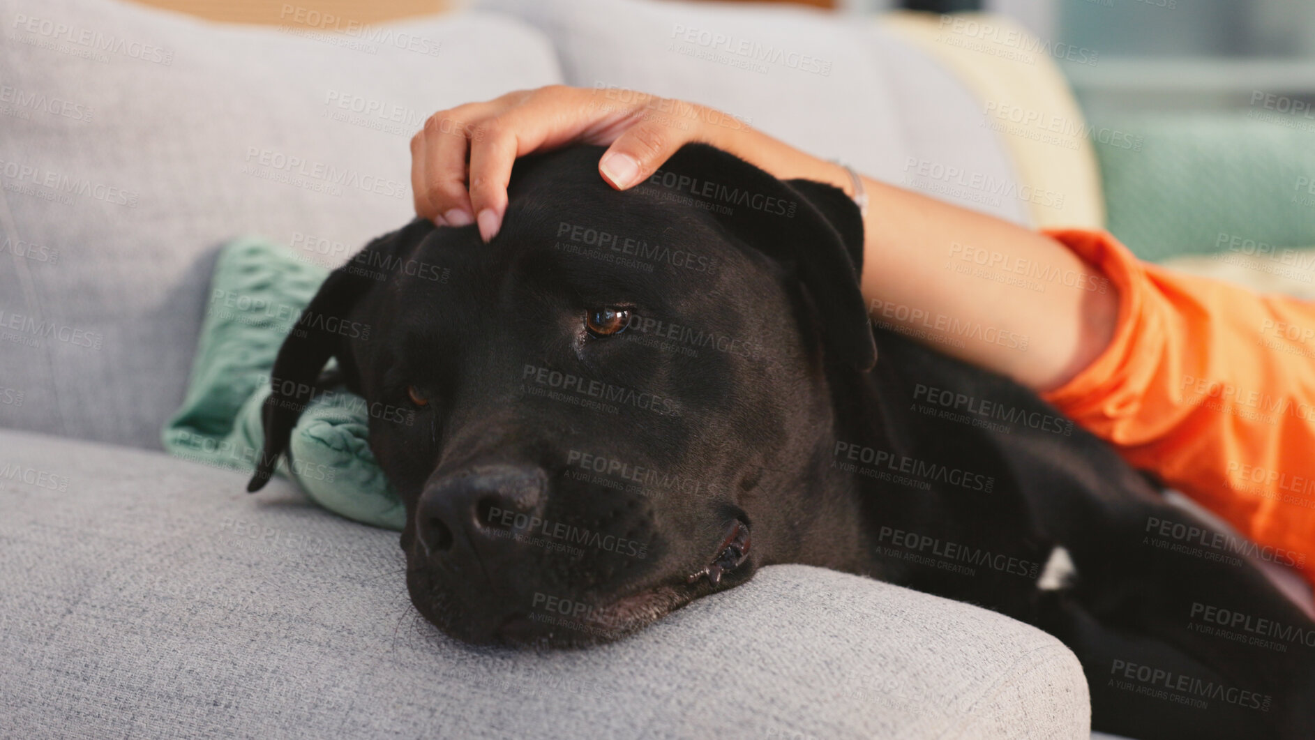 Buy stock photo Home, sofa and woman pet dog for love, support and animal care in living room to relax, chill and happy. Best friend, cute and hands of owner on canine for petting, bonding and quality time together