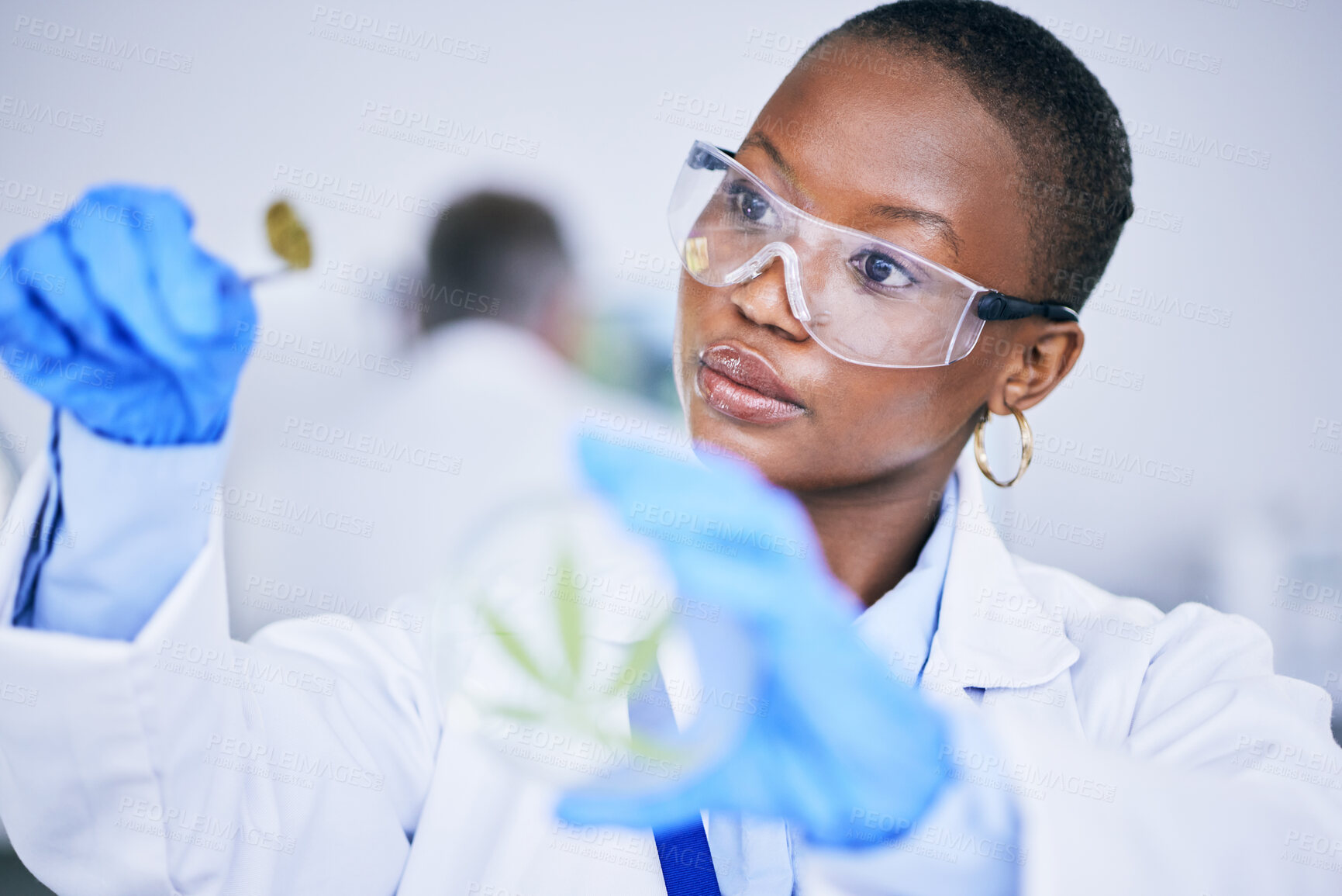 Buy stock photo Black woman, lab and medical marijuana bud with dish, leaf and check growth, science and research. African female scientist, weed and inspection for pharmaceutical innovation, development or CBD oil