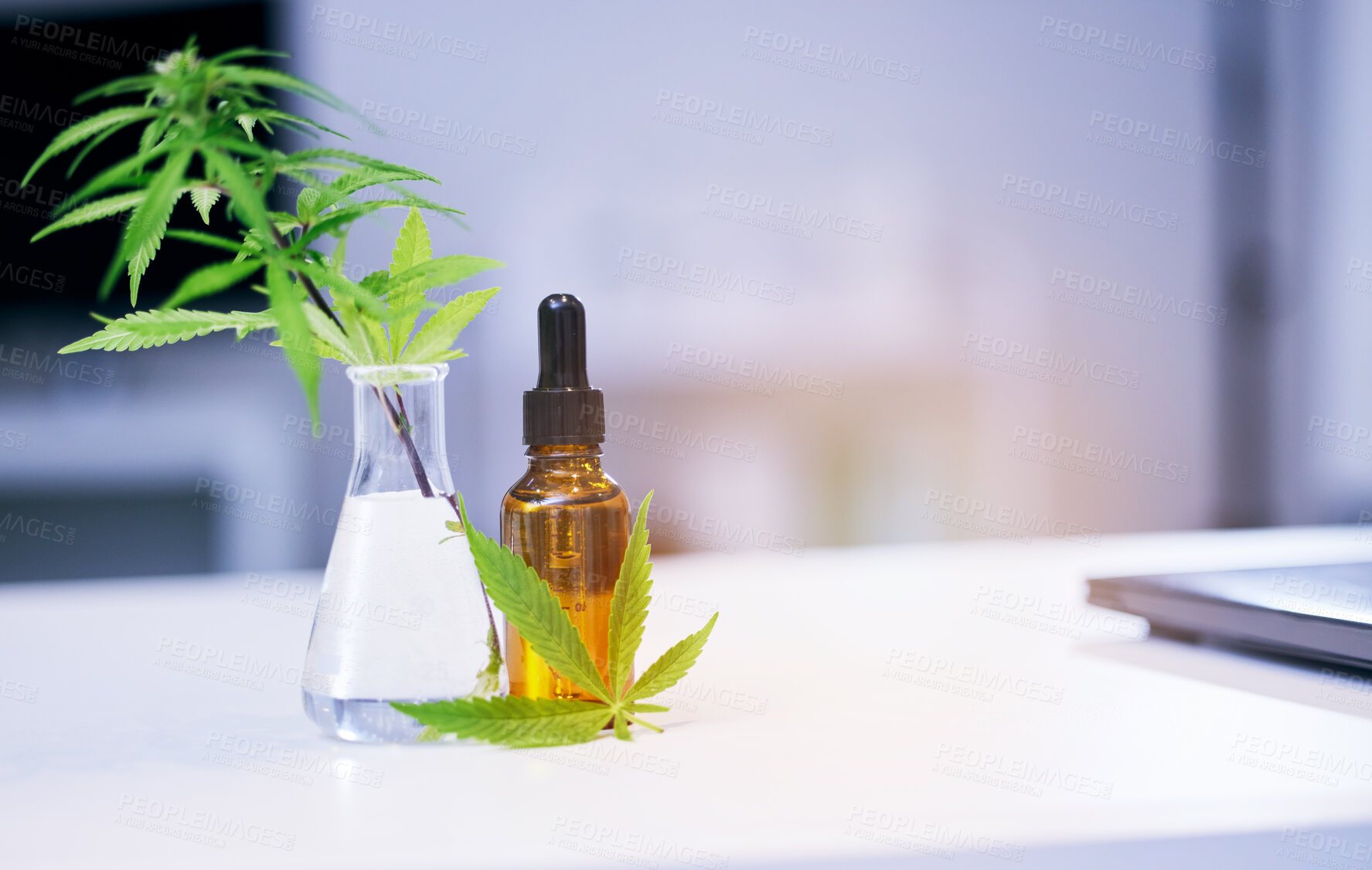 Buy stock photo Marijuana leaves, CBD oil and lab table for medical research, pharma study and development for healthcare. Hemp plant, medicine bottle and pharmaceutical innovation on desk in laboratory for wellness