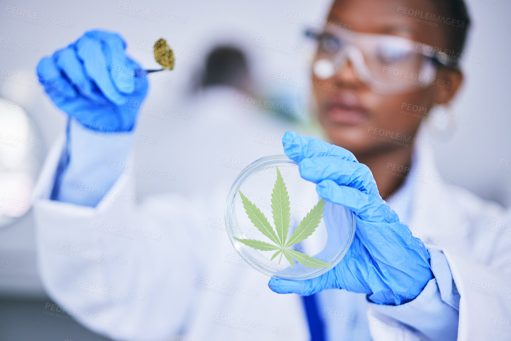 Buy stock photo Black woman, laboratory and medical marijuana for research, leaf and check growth, science and petri dish. African female scientist, weed and inspection for pharma innovation, development or CBD oil