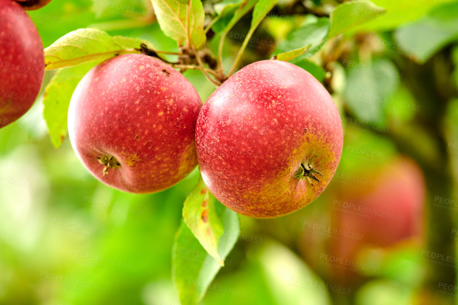 Buy stock photo Nature, organic and apples on a tree in a garden or sustainable, agriculture or agro environment. Health and eco friendly and succulent red fruit or fresh, raw and sweet produce on a plant in a field