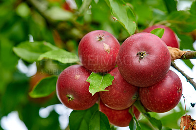 Buy stock photo Agriculture, natural and apples on tree in garden or sustainable, harvesting or agro environment. Nature, leaves and closeup of succulent red fruit or fresh, raw and sweet produce on plant in field.