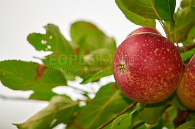 Buy stock photo Nature, agriculture and apples on a branch on a farm or sustainable, natural or agro environment. Harvest, eco friendly and succulent red fruit or fresh, raw and sweet produce on a plant in a field.