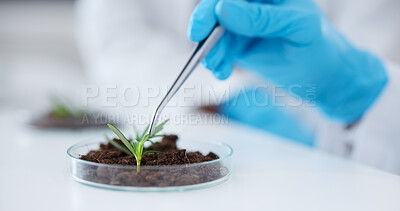 Buy stock photo Tweezer, hands and scientist with plant for botany research, experiment and sample. Science, medical professional and doctor with petri dish for food, study and agriculture for natural growth in lab