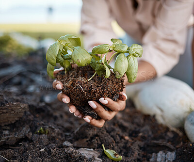 Buy stock photo Plant, gardening and woman hands in soil for sustainability, eco friendly farming and vegetables development. Plants, growth and person or volunteer for earth day, sustainable or green project