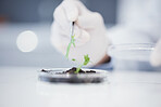 Plant science, research and closeup hands for analysis or a leaf for an investigation on growth. Innovation, medical and a scientist with a check for progress on ecology for sustainability in a lab