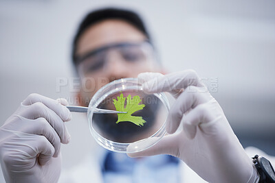 Buy stock photo Research, man or scientist with plant sample for analysis, floral sustainability or leaf growth innovation. Hands blur, studying biotechnology or ecology expert in a laboratory for agro development 