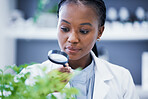 Research, plant and scientist looking at magnifier doing analysis nature for sustainability or sustainable science. Career, professional and black woman or ecology expert in a lab or laboratory