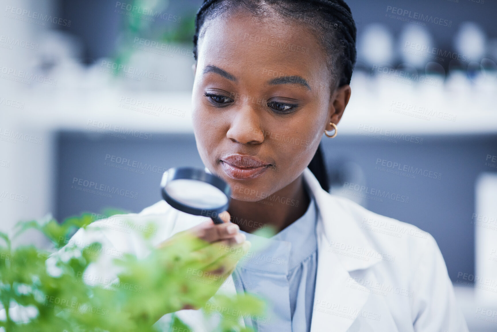 Buy stock photo Research, plant and scientist looking at magnifier doing analysis nature for sustainability or sustainable science. Career, professional and black woman or ecology expert in a lab or laboratory