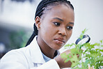 Weed, magnifying glass and scientist woman for growth inspection, cannabis research and confused or focus. African person in science laboratory and zoom for medical leaf, plants and 420 CBD analysis 