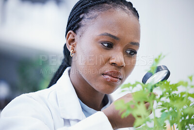 Buy stock photo Weed, magnifying glass and scientist woman for growth inspection, cannabis research and confused or focus. African person in science laboratory and zoom for medical leaf, plants and 420 CBD analysis 