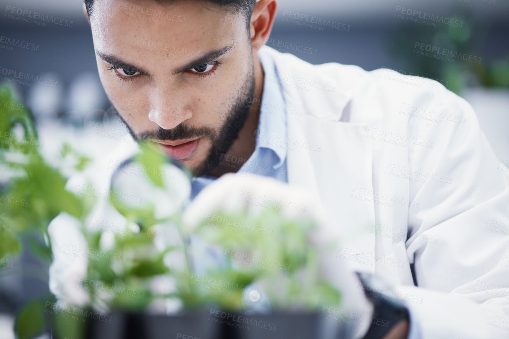 Buy stock photo Plants, magnifying glass and scientist man in laboratory solution, growth check and analysis for medical research. Young science person and focus on weed, leaves and health medicine and investigation