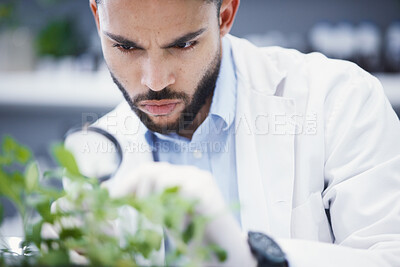Buy stock photo Weed, magnifying glass and scientist man in laboratory solution, growth check and analysis for medical research. Young science person and focus on plants, leaves and health medicine and investigation