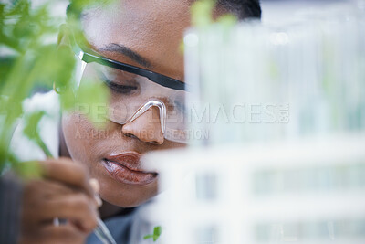 Buy stock photo Research, black woman or scientist with leaf sample for analysis, sustainability or plants growth innovation. Science, studying biotechnology or ecology expert in a laboratory for agro development 