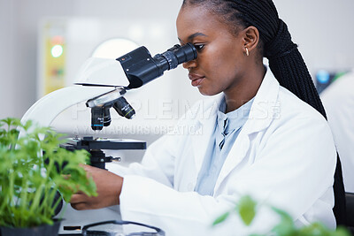 Buy stock photo Plant science, microscope and black woman in a laboratory with sustainability and botany research. Leaf growth, study and female scientist in a lab for agriculture development and scope testing