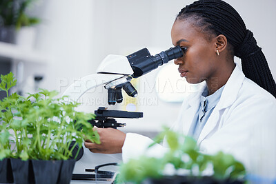 Buy stock photo Plant research, microscope and black woman in a laboratory with sustainability analytics research. Leaf growth, study and female scientist in a lab for agriculture development and scope testing