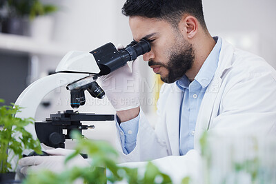 Buy stock photo Plant science, microscope and man in a laboratory with sustainability, ecology and botany research. Leaf growth, study and male scientist in a lab for agriculture development and scope testing