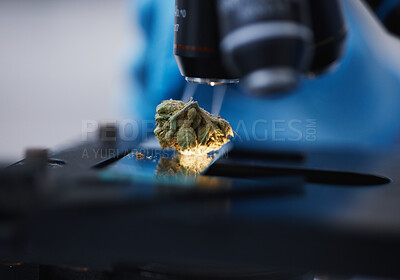 Buy stock photo Medical marijuana, microscope or cannabis plant in a laboratory for medicine research or innovation. Zoom, natural medication background or bud of weed for studying leaf growth or chemistry analysis