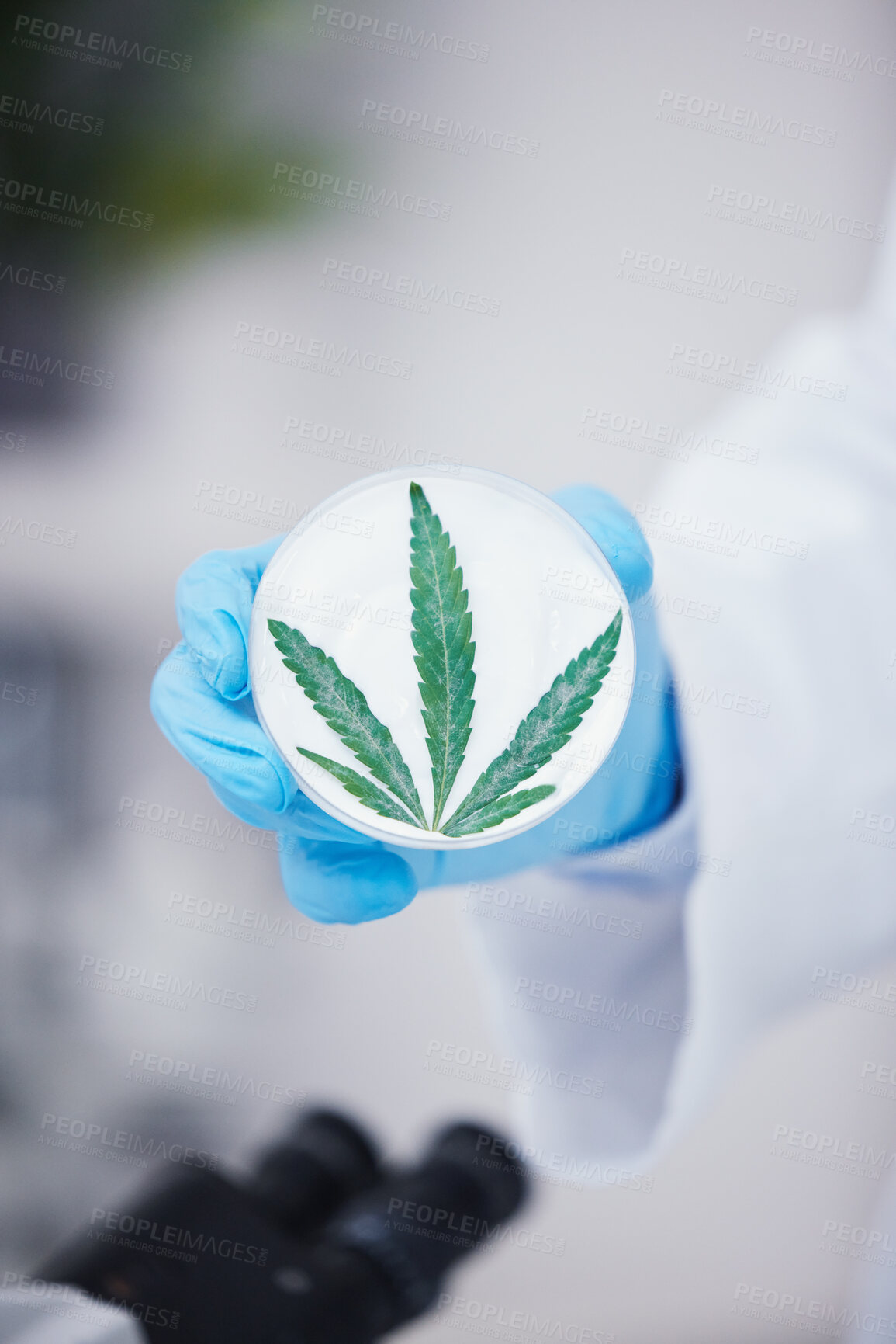 Buy stock photo Scientist hand, petri dish and marijuana in laboratory for medical research, organic medicine and cbd oil. Closeup, cannabis or hemp leaves for pharmaceutical product, sustainable drugs or healthcare