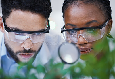 Buy stock photo Plants, collaboration or scientists with magnifying glass for growth or medicine research in laboratory. Leaf data, attention or science team with magnifier for agriculture development or studying