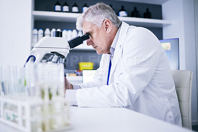 Buy stock photo Science, laboratory and man on microscope for plants research, medical analysis and growth particles or medicine test. Biotechnology, pharmaceutical and senior scientist or doctor for drugs solution