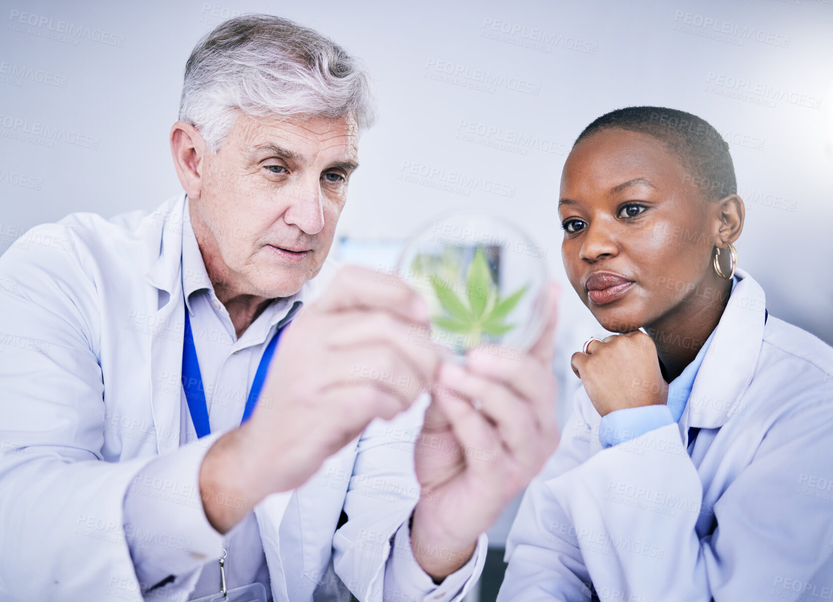 Buy stock photo Cannabis, Petri dish and scientist people for research, growth analysis and weed medicine solution, advice and study. Training, science and medical mentor, woman or student for cbd test in laboratory