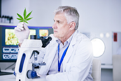 Buy stock photo Senior scientist, man and analysis of marijuana leaf, science study for medical research and ecology in lab. Male person, plant and microscope, check cannabis test sample with scientific experiment