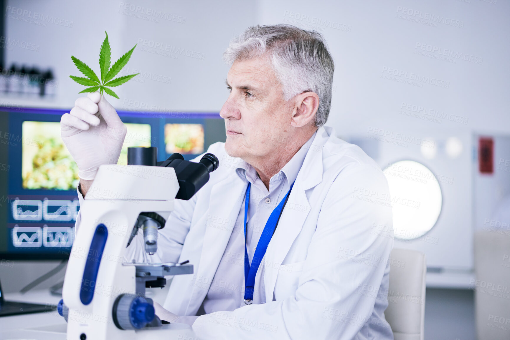 Buy stock photo Senior scientist, man and analysis of marijuana leaf, science study for medical research and ecology in lab. Male person, plant and microscope, check cannabis test sample with scientific experiment