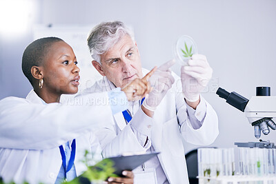 Buy stock photo Scientist, team and analysis of marijuana leaf, science study for medical research and ecology in lab. Man, woman with weed plant in petri dish, check cannabis test sample and scientific experiment