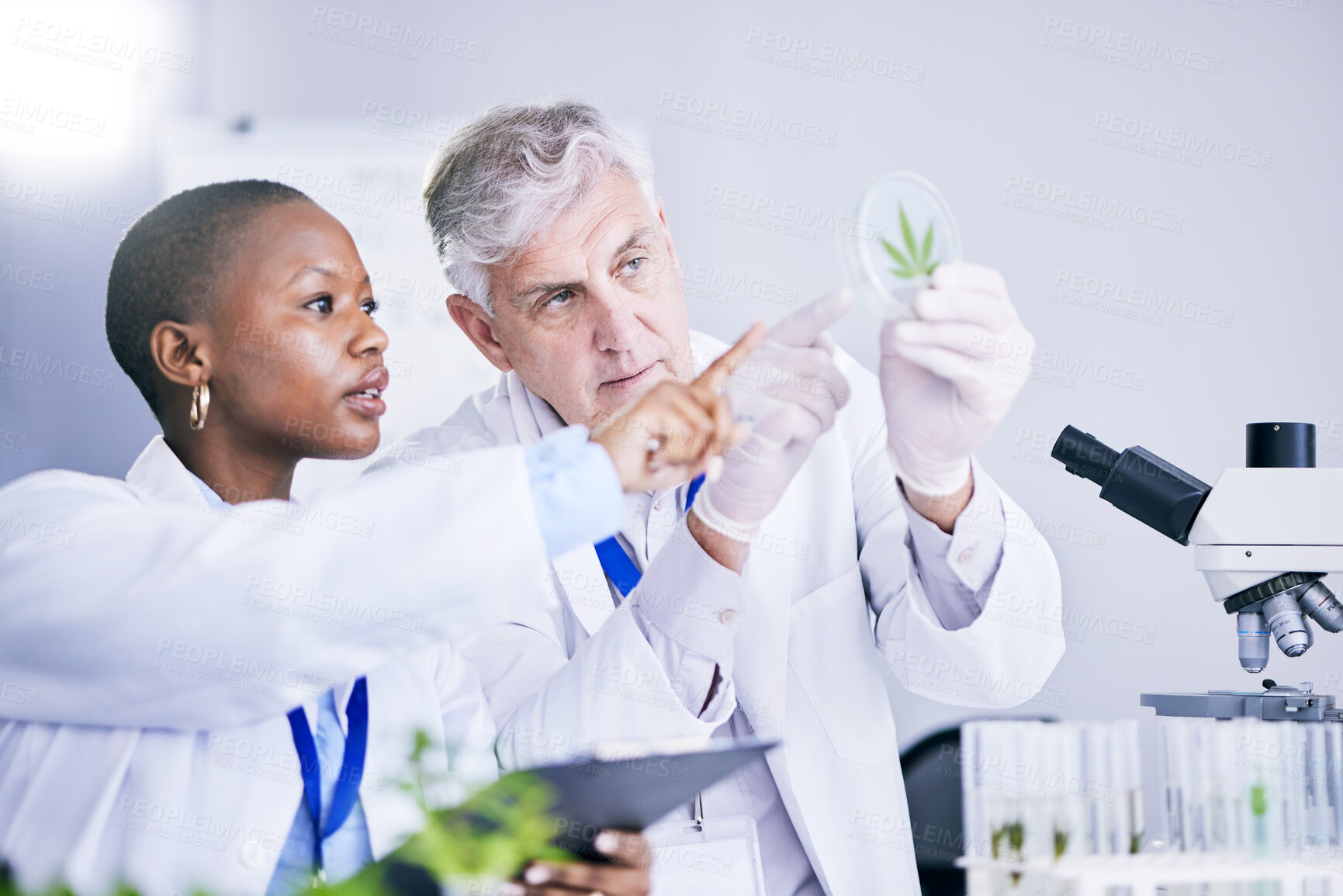 Buy stock photo Scientist, team and analysis of marijuana leaf, science study for medical research and ecology in lab. Man, woman with weed plant in petri dish, check cannabis test sample and scientific experiment