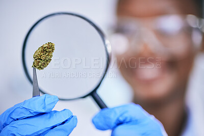 Buy stock photo Scientist, analysis of marijuana bud and magnifying glass, science study for medical research and ecology in lab. Person with weed plant, CBD and check cannabis test sample for scientific experiment