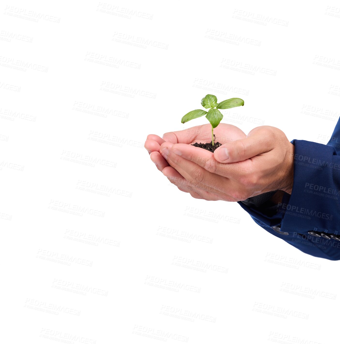 Buy stock photo Business growth, closeup and man with a plant, hands and progress isolated on a transparent background. Zoom, male person and professional with nature, soil and sustainability with png or agriculture