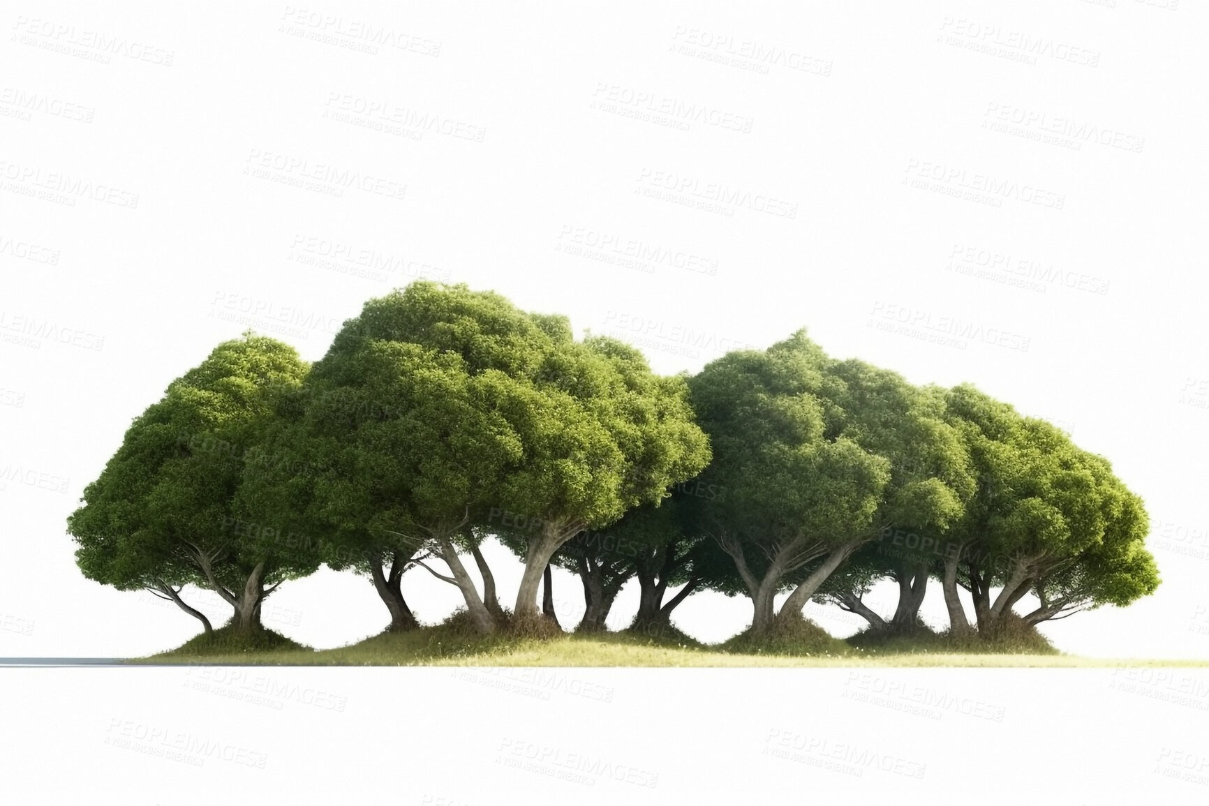 Buy stock photo Nature, trees and ecology with forest on white background for garden, environment and sustainability. Ai generated, summer and landscape with woods on space for plant, leaf and climate change