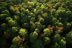 Nature, environment and drone view of trees in forest for plant, sustainability and flora. Peace, ai generated and landscape with meadow in countryside woods for foliage, paradise and wilderness