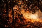 Smoke, disaster and danger with fire in forest for destruction, fossil fuel and climate change. Explosion, deforestation and ai generated with burning woods for energy, flame and global warming