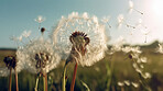 Dandelion, closeup and blowing in the wind in nature against a blue sky or natural background. Plant, seed and Ai generated flower in the air for hope, change or wish in the sunshine of Spring time