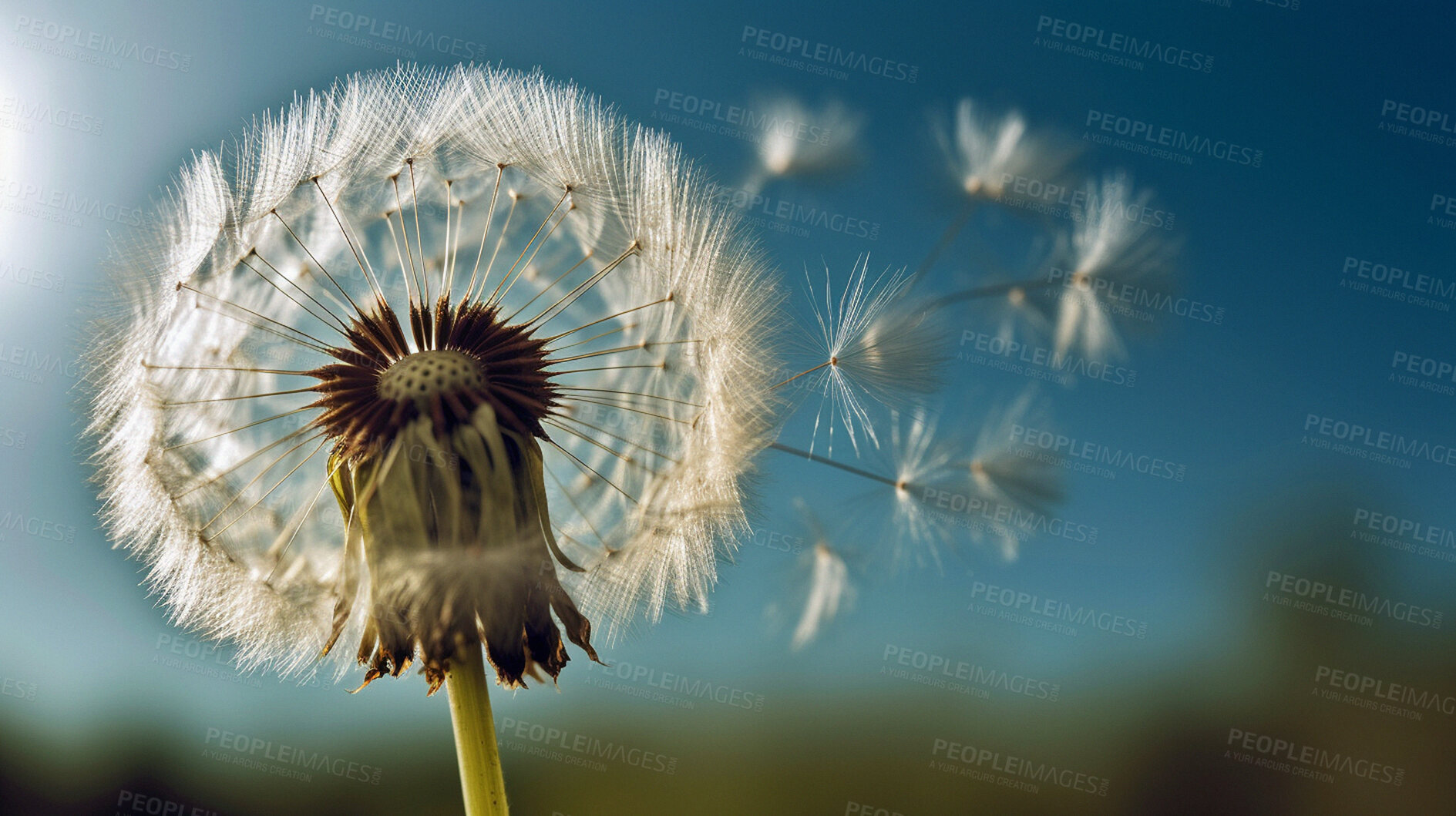 Buy stock photo Dandelion, closeup and blowing in the wind in nature against a blue sky or natural background. Plant, seed and Ai generated flower in the air for hope, change or wish in the sunshine of Spring time