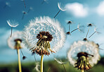 Dandelion, closeup and blowing in the wind in nature against a blue sky or natural background. Plant, seed and Ai generated flower in the air for hope, change or wish in the sunshine of Spring time