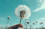 Dandelion, closeup and hands of person blowing in the wind in nature against a blue sky. Plant, seed and Ai generated flower in the air for hope, change or wish in the sunshine of Spring time