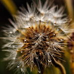 Dandelion, water drops and closeup of flower in nature for spring and natural background. Ai generated, garden weed and macro of plant for environment, ecosystem and ecology or sustainability