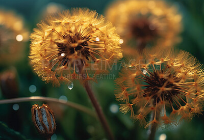 Dandelion, water drops and closeup of flower in nature for spring and natural background. Ai generated, yellow garden weed and macro of plant for environment, ecosystem and ecology or sustainability