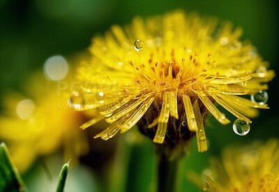 Dandelion, water drops and closeup of flower in nature for spring and natural background. Ai generated, yellow garden weed and macro of plant for environment, ecosystem and ecology or sustainability