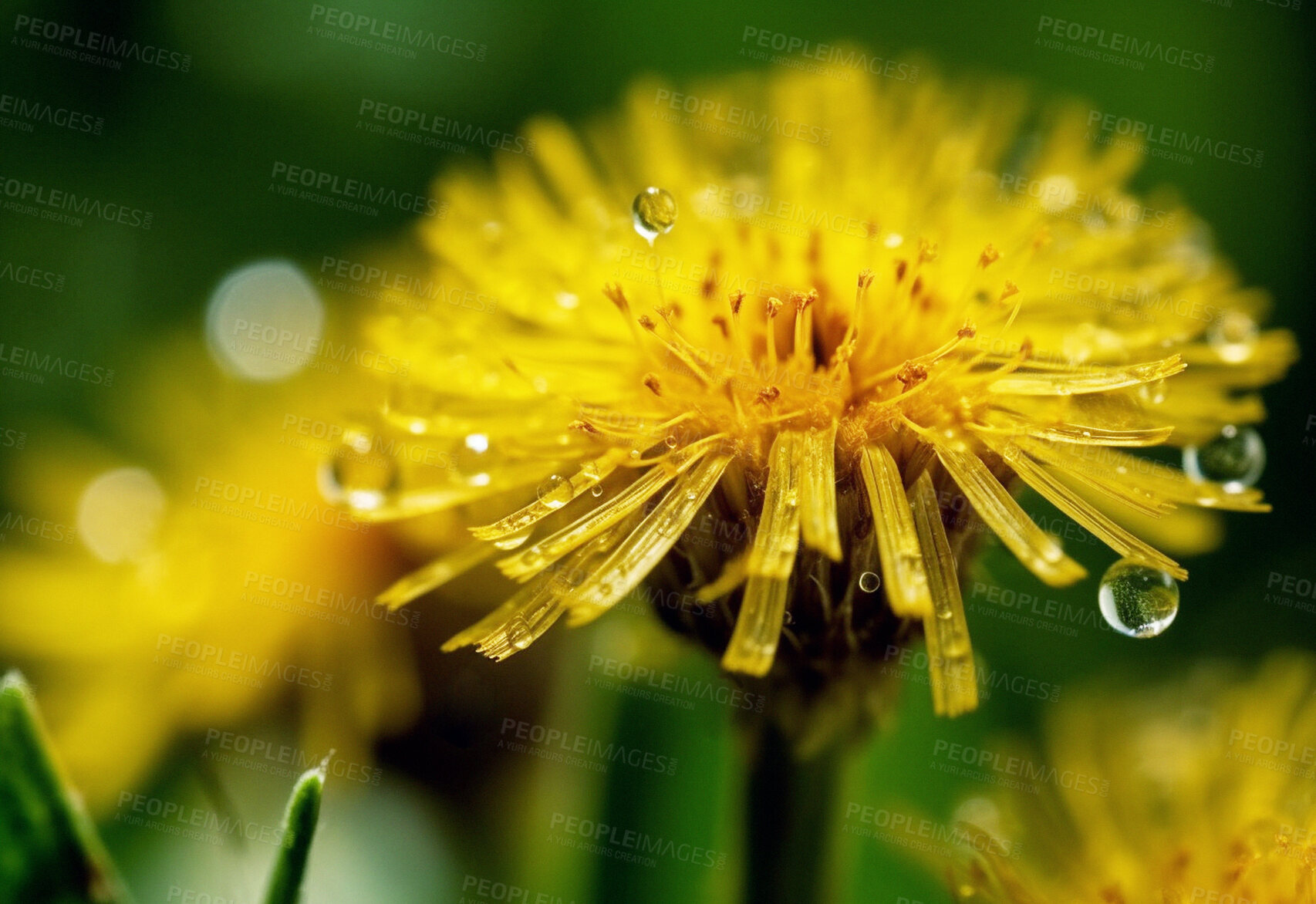 Buy stock photo Dandelion, water drops and closeup of flower in nature for spring and natural background. Ai generated, yellow garden weed and macro of plant for environment, ecosystem and ecology or sustainability