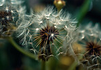 Dandelion, closeup of flower in nature for spring and natural background. Ai generated, garden weed and macro of plant for environment, ecosystem and ecology or sustainability