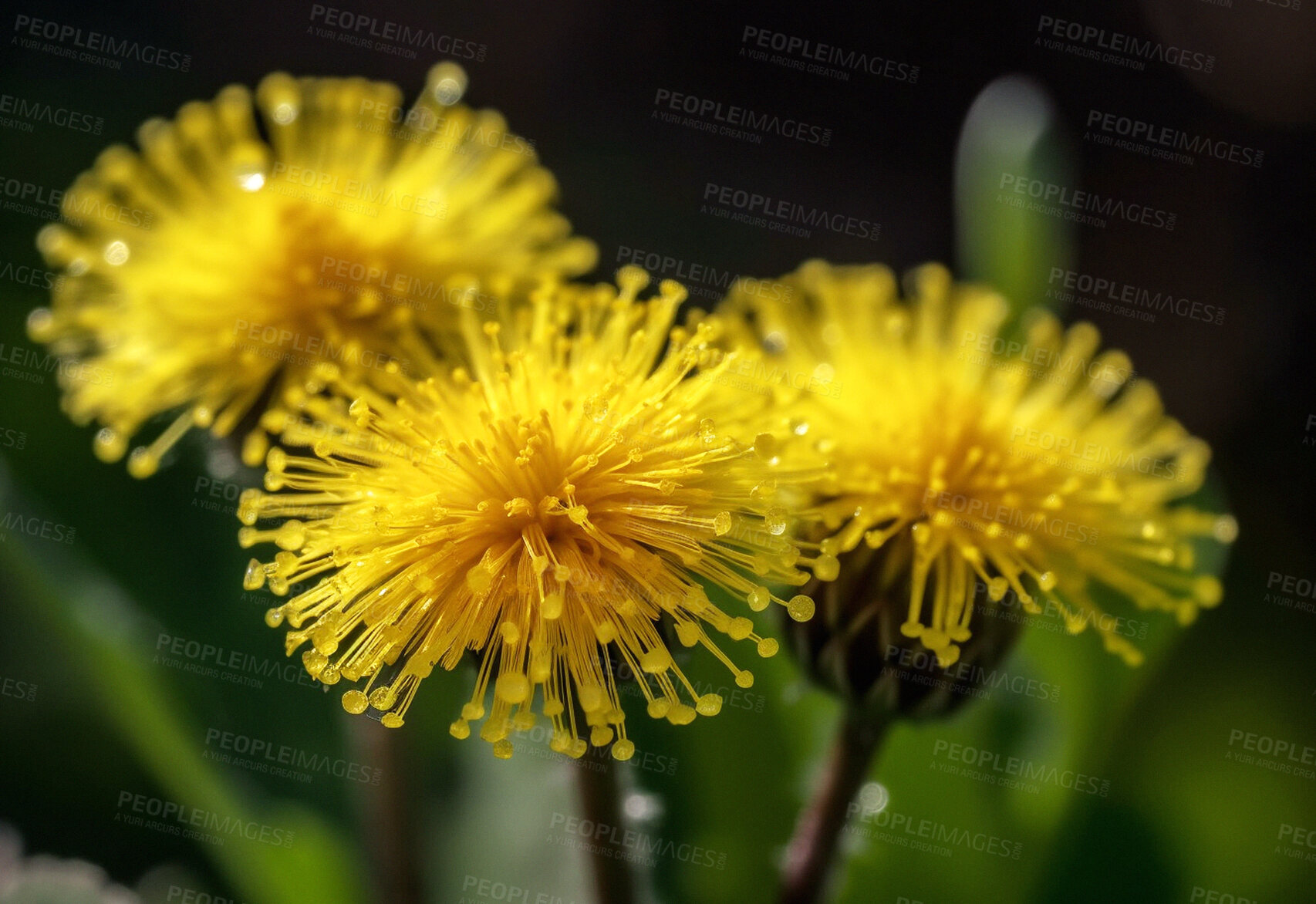 Buy stock photo Dandelion, water drops and closeup of flower in nature for spring and natural background. Ai generated, yellow garden weed and macro of plant for environment, ecosystem and ecology or sustainability