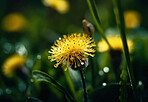 Dandelion, water drops and closeup of flower in nature for spring and natural background. Ai generated, yellow garden weed and macro of plant for environment, ecosystem and ecology or sustainability